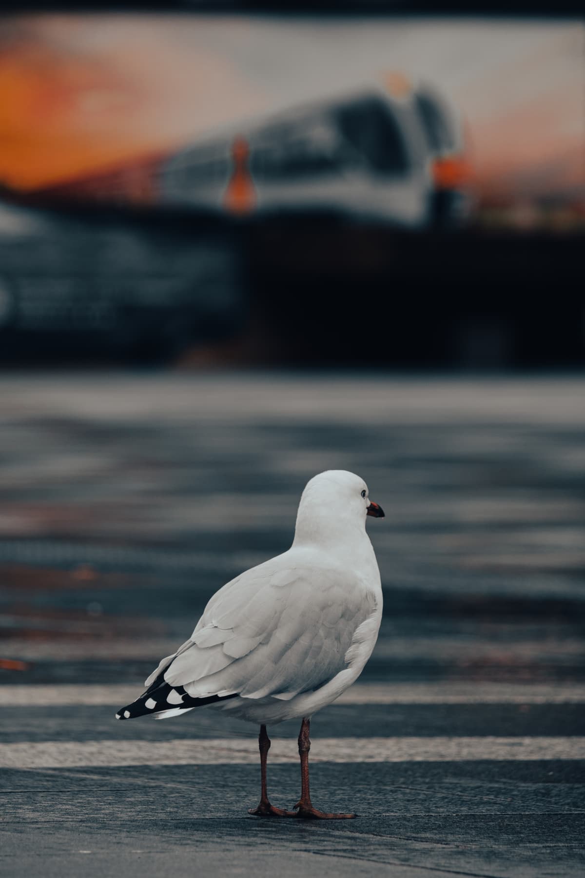 Seagull