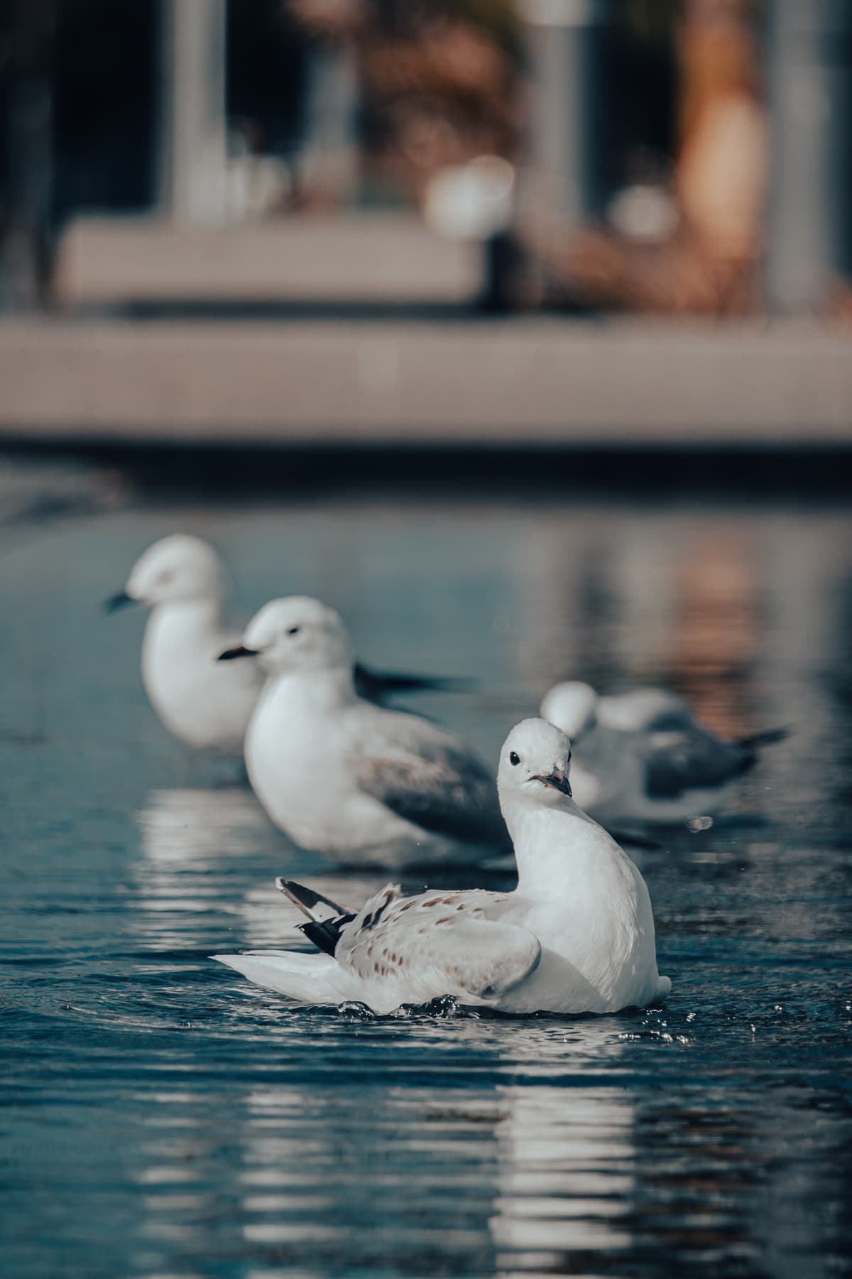 Seagulls